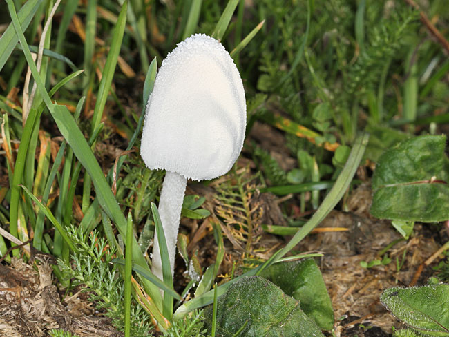 www.naturefg.com/images/b-fungi/coprinopsis-nivea.jpg